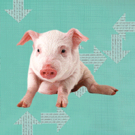 Pig To Be Dog Morphing Lenticular Printing
